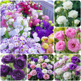 Carpet Creeping lisianthus seeds mixed pack ready for spring planting, easy to grow.