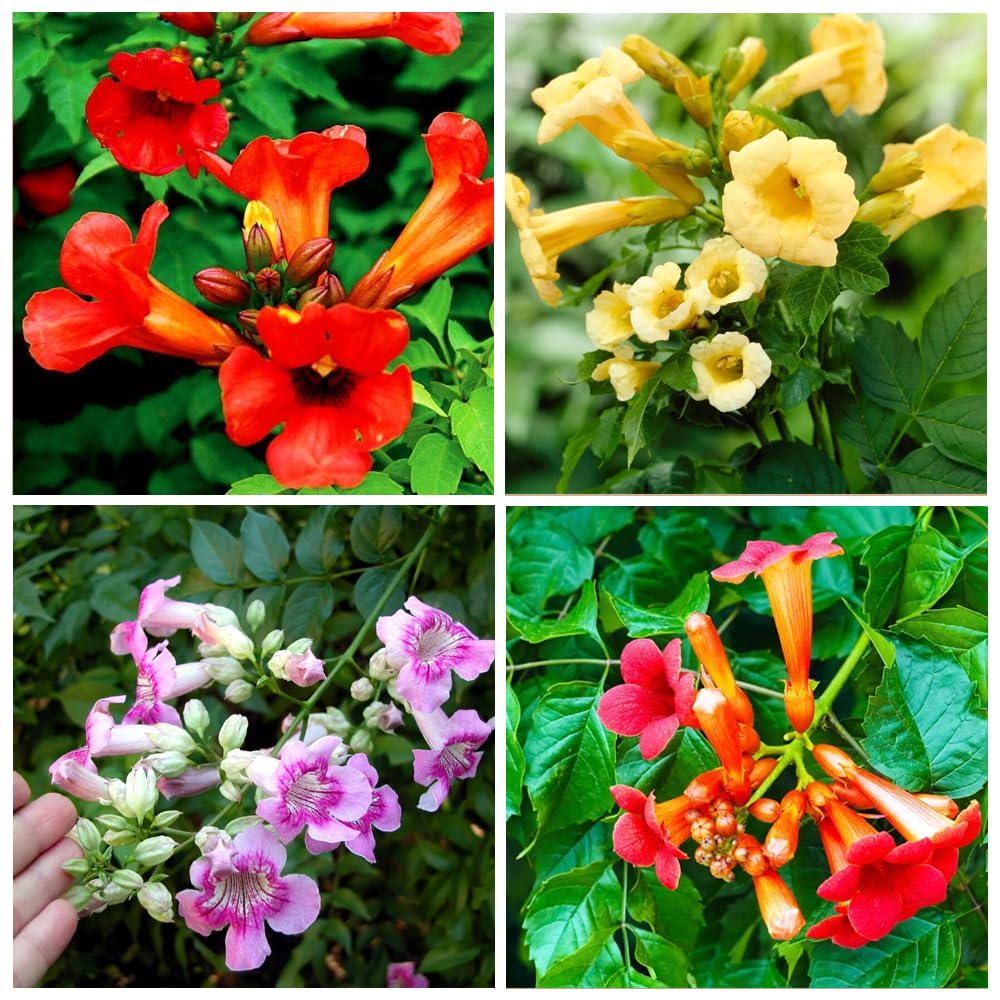 Carpet Creeping Madame Galen trumpet vine attracts hummingbirds around lush blooms.