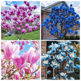 Carpet Creeping magnolia seed pack for outdoor planting.