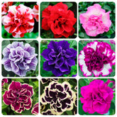 Carpet Creeping Midnight Gold petunia seed pack ready for beds or containers.