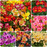 Carpet Creeping mixed alstroemeria seeds for outdoor planting, vibrant color variety.