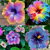Carpet Creeping mixed hibiscus blooms colorfully brighten outdoor borders.