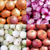 Carpet Creeping onion variety pack: diverse flavors for garden and kitchen.
