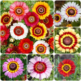 Carpet Creeping Painted Daisy Rainbow Mix blooms brighten borders and attract pollinators.