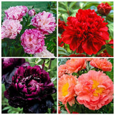 Carpet Creeping peonies seeds bag front, premium quality for vibrant perennials.