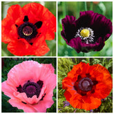 Carpet Creeping mixed perennial poppy blooms in a close-up, colorful display.