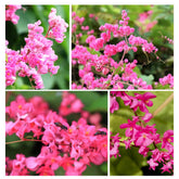 Carpet Creeping pink coral vine seed pack ready for outdoor planting and garden color