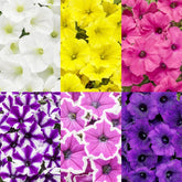 Carpet Creeping Plumb Pudding Easy Wave petunia blooms add vibrant color