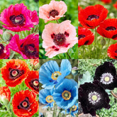 Carpet Creeping pink bloom poppy seeds brighten beds and attract pollinators.