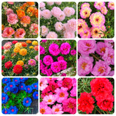 Carpet Creeping Portulaca Moss Rose seeds bloom together in a vibrant patch