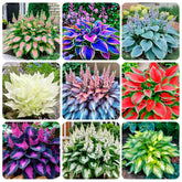 Carpet Creeping premium hosta seeds pack – close-up of glossy leaves ideal for shady outdoor planting.