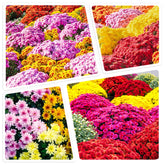 Carpet Creeping premium mums seeds outdoor bloom deliver vibrant garden color.