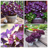 Carpet Creeping Purple Oxalis Triangularis leaves close-up for striking foliage.