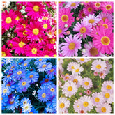 Carpet Creeping Pyrethrum blooms daisy-like colors for vibrant borders.