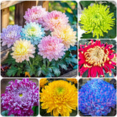 Carpet Creeping Rainbow Chrysanthemum Seeds Pack for vibrant outdoor color and easy planting