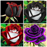 Carpet Creeping rose seeds packaging closeup for easy planting