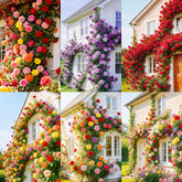 Carpet Creeping rose seeds packet front view for easy spring planting and vibrant blooms.