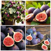 Carpet Creeping Seed King Figs seeds close-up for easy home cultivation.