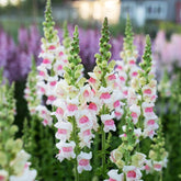 Carpet Creeping Snowflake Snapdragon seeds pack ready for borders and containers.