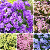 Carpet Creeping Statice Pastel Mix blooms for long-stem bouquets