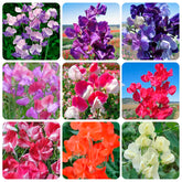 Carpet Creeping sweet pea seeds in a packet, ideal for easy outdoor planting and fragrance.