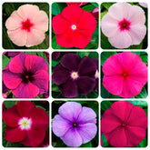 Carpet Creeping Vinca seed dark purple bloom for vibrant garden displays.