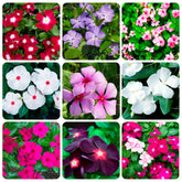 Carpet Creeping vinca seed packet close-up for easy ground cover.