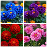 Carpet Creeping White Swan marigold seeds pack for vibrant garden color