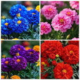 Carpet Creeping Marigold seeds brighten borders and attract pollinators.