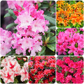 Carpet Creeping azalea seeds mixed color pack for vibrant spring color in shade gardens