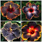 Carpet Creeping black hibiscus seed packet ready for outdoor planting and vibrant blooms.