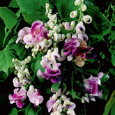 Carpet Creeping Corkscrew Vine spiral flowers seeds display twisting blooms for a dramatic garden focal point.