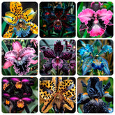 Carpet Creeping Iris Seeds mixed collection for bright garden borders.