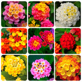 Carpet Creeping lantana bloom multicolor close-up showing vibrant color changes