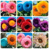 Carpet Creeping sunflower seeds bulk pack image, ideal for large garden projects.