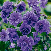 Carpet Creeping violet double geranium seeds ready for planting and vibrant blooms