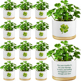 Ceenna St Patrick's mini succulent pot front view with tray, desk decor.