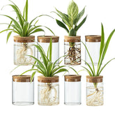 CHPINDAM large propagation bottle ideal for rooting cuttings on a sunny desk.