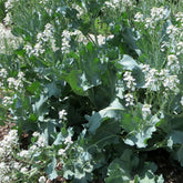 CHUXAY GARDEN Sea Kale Seed Packet—edible greens for home gardens and easy harvest