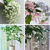Climbing Jasmine Seeds with fragrant bloom for patio ambiance and scent along walkways.