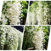 Climbing jasmine seeds in a packet ready for sowing in warm soil.