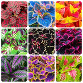 Coleus Rainbow Mix seeds packet showing vibrant foliage for color-rich gardens.
