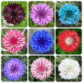 Cornflower Mix Seeds for garden ornament in borders and beds.