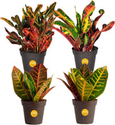 Costa Farms Croton four-pack live plants in nursery pots add tropical color.