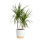 Costa Farms Dracaena Marginata Magenta plant in decor planter elevates room style.