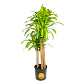 Costa Farms Dracaena Mass Cane 4-5 ft with glossy leaves for tropical indoor appeal.