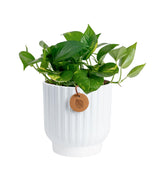 Costa Farms Golden Pothos in a decorative pot on a tabletop enhances home decor.