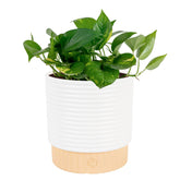 Costa Farms Golden Pothos in decorative pot enriches a desk with easy-care greenery.