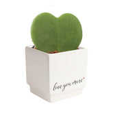 Costa Farms Hoya Heart live plant in a decorative pot for stylish home decor.