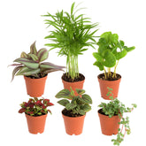 Costa Farms live mini indoor plants in a six-pack brighten small spaces